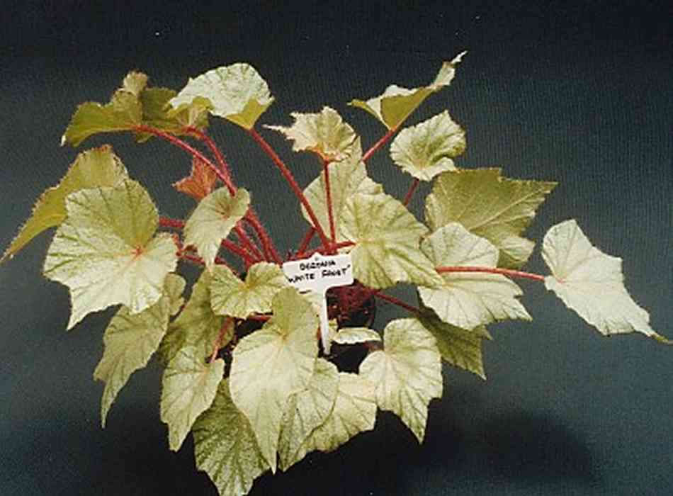 B. ‘White Frost’